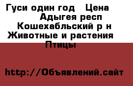 Гуси один год › Цена ­ 4 000 - Адыгея респ., Кошехабльский р-н Животные и растения » Птицы   